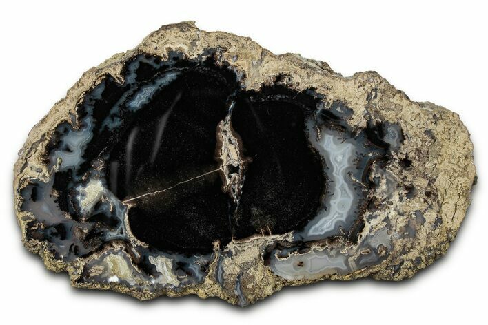 Petrified Wood (Schinoxylon) Round - Blue Forest, Wyoming #335005